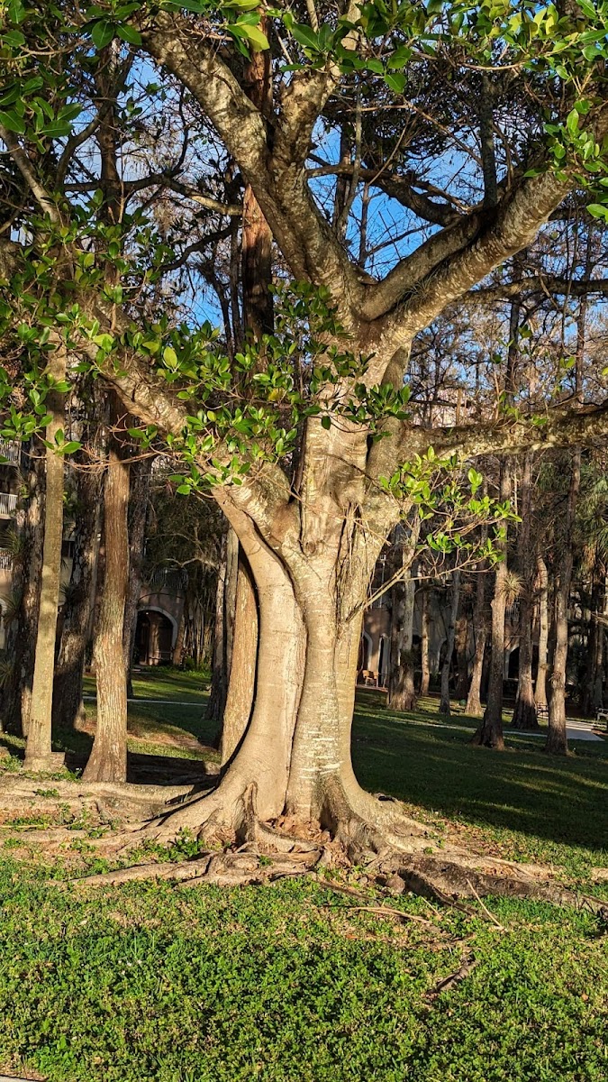forest trace senior living p2