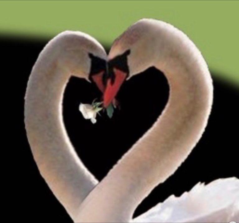 golden swan of boca alf llc 768x718
